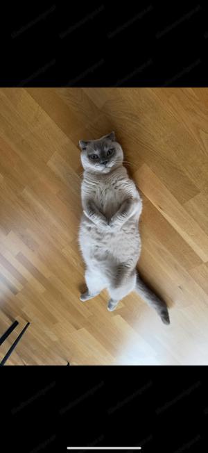 Britisch Kurzhaar Katze Bild 5
