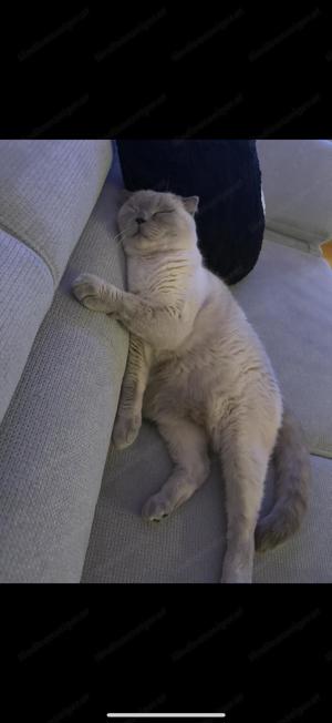 Britisch Kurzhaar Katze Bild 3