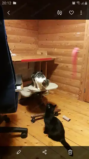 Katzenkinder aus dem Tierschutz Bild 2