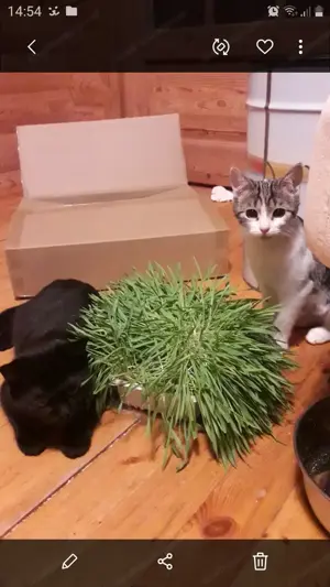 Katzenkinder aus dem Tierschutz Bild 3