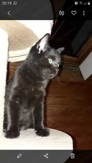 Katzenkinder aus dem Tierschutz Bild 4