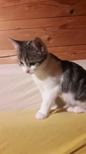 Katzenkinder aus dem Tierschutz Bild 5