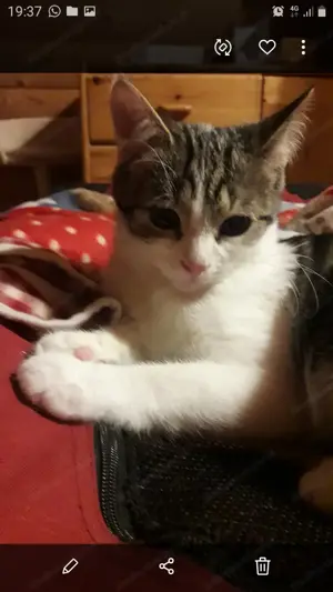 Katzenkinder aus dem Tierschutz Bild 7