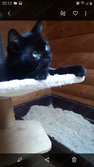 Katzenkinder aus dem Tierschutz Bild 6