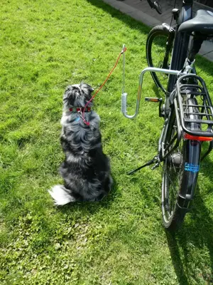 Fahrrad-Halterung für Hunde mit Schnellkupplung   Bild 2