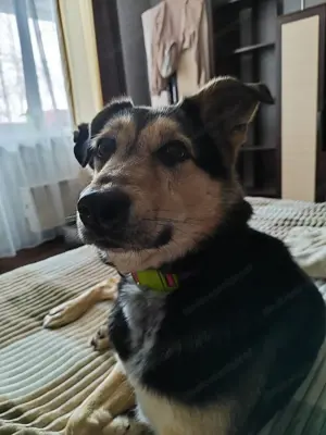 Familienhund Vorshun sucht ein Zuhause Bild 3