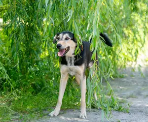 Familienhund Vorshun sucht ein Zuhause Bild 8