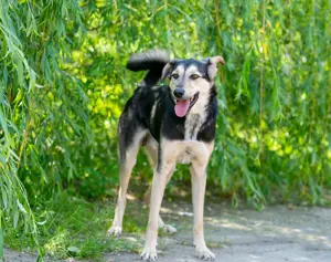 Familienhund Vorshun sucht ein Zuhause Bild 6