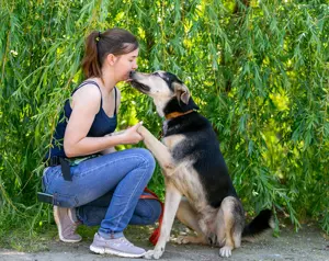 Familienhund Vorshun sucht ein Zuhause Bild 9