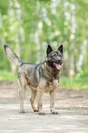 Aquila, der perfekte Hund mit besonderen Bedürfnissen sucht eine Familie Bild 2