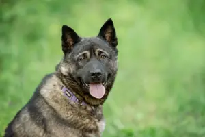Aquila, der perfekte Hund mit besonderen Bedürfnissen sucht eine Familie Bild 3