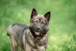Aquila, der perfekte Hund mit besonderen Bedürfnissen sucht eine Familie Bild 5