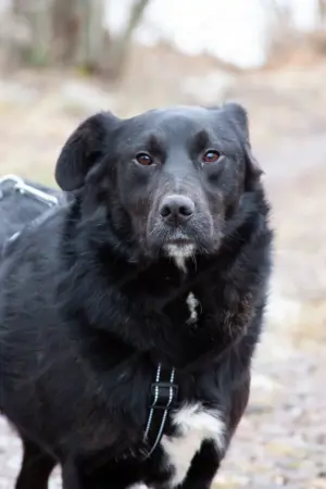 Familienhund Semön sucht ein Zuhause Bild 2