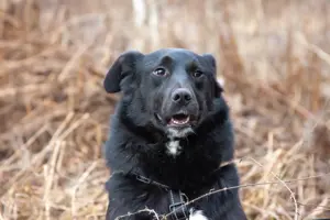 Familienhund Semön sucht ein Zuhause Bild 3