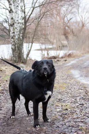 Familienhund Semön sucht ein Zuhause Bild 4