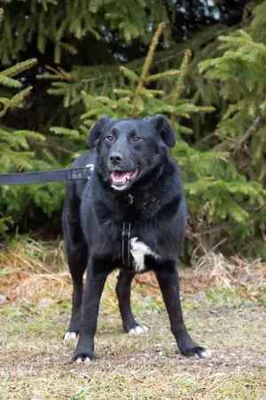Familienhund Semön sucht ein Zuhause Bild 5