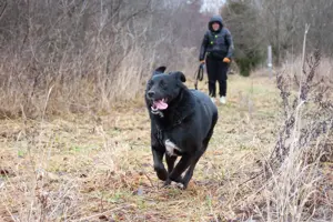 Familienhund Semön sucht ein Zuhause Bild 6