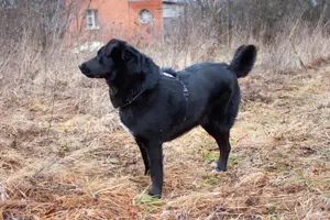 Familienhund Semön sucht ein Zuhause Bild 7