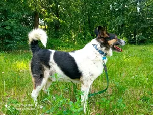Mischka ist ein freundlicher Begleiter mit Zuckerschockgarantie Bild 6