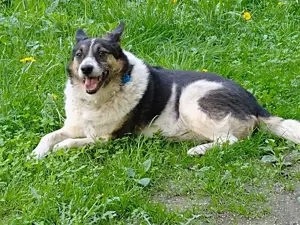 Mischka ist ein freundlicher Begleiter mit Zuckerschockgarantie Bild 5
