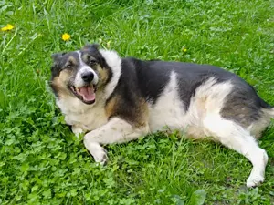 Mischka ist ein freundlicher Begleiter mit Zuckerschockgarantie Bild 3