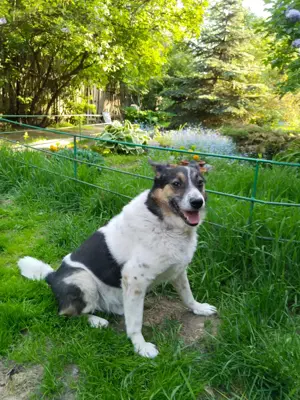 Mischka ist ein freundlicher Begleiter mit Zuckerschockgarantie Bild 2