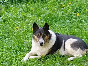Mischka ist ein freundlicher Begleiter mit Zuckerschockgarantie Bild 4