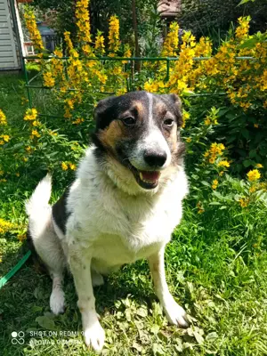 Mischka ist ein freundlicher Begleiter mit Zuckerschockgarantie Bild 8