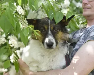 Mischka ist ein freundlicher Begleiter mit Zuckerschockgarantie Bild 7
