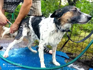 Mischka ist ein freundlicher Begleiter mit Zuckerschockgarantie Bild 9