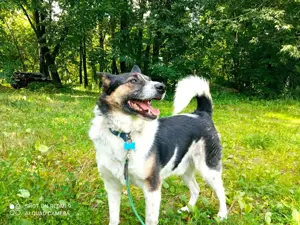Mischka ist ein freundlicher Begleiter mit Zuckerschockgarantie Bild 10