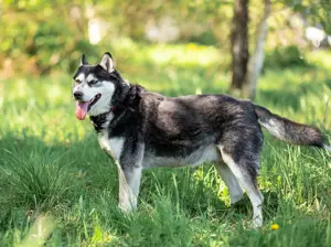 Der hübsche Hassan sucht eine aktive Familie Bild 8
