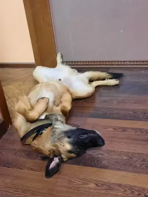 Malinois sucht dringend ein Zuhause! Bild 7
