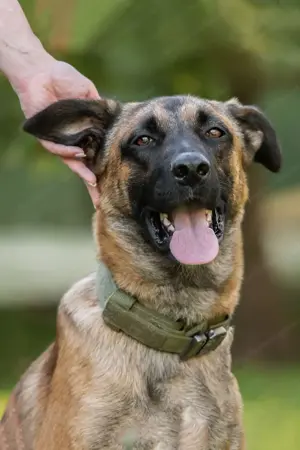 Malinois sucht dringend ein Zuhause! Bild 4
