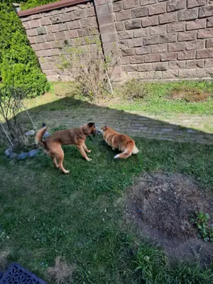 Malinois sucht dringend ein Zuhause! Bild 8