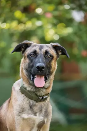 Malinois sucht dringend ein Zuhause! Bild 3