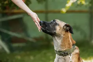 Malinois sucht dringend ein Zuhause! Bild 2