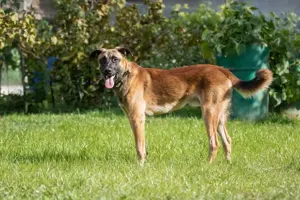 Malinois sucht dringend ein Zuhause! Bild 6