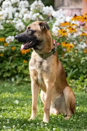 Malinois sucht dringend ein Zuhause! Bild 5