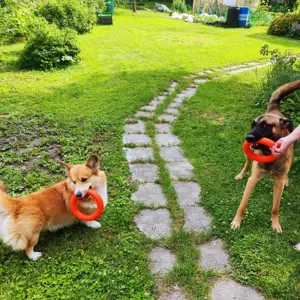 Malinois sucht dringend ein Zuhause! Bild 9