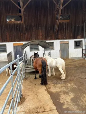 4 Offenställe für Kleingruppen, Boxen, Reithalle, Reitplatz usw. Bild 5
