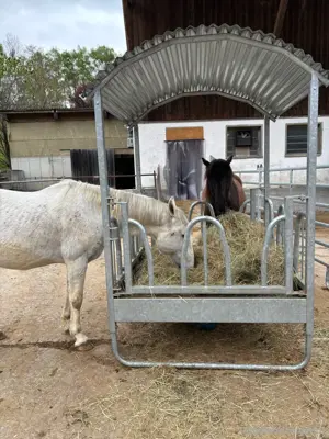 4 Offenställe für Kleingruppen, Boxen, Reithalle, Reitplatz usw. Bild 10