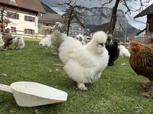 Hühner , Enten, Wachteln  Bild 4