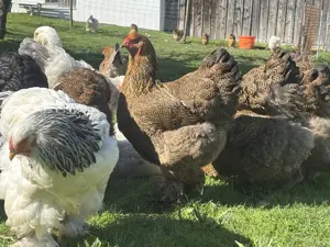 Hühner , Enten, Wachteln  Bild 3