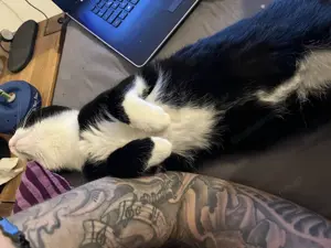 Schwarz-Weißer Tuxedokater vermisst  Bild 3