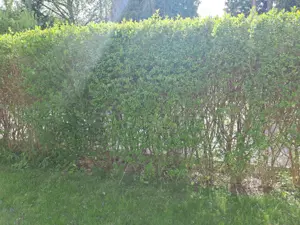 Ligusterhecke zu verschenken