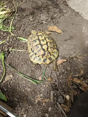Schildkröten kostenlos abzugeben Bild 4