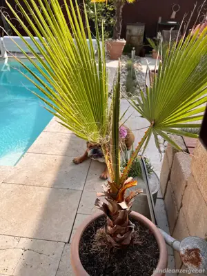 Palme Garten Pflanze mediterran inkl. Topf - wetterfest Bild 2