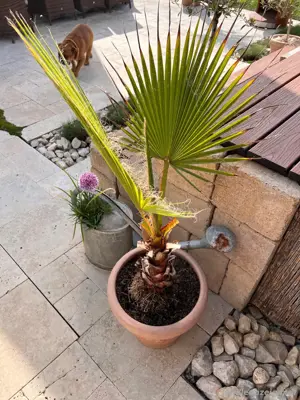 Palme Garten Pflanze mediterran inkl. Topf - wetterfest Bild 3
