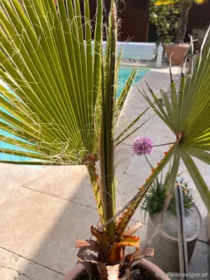Palme Garten Pflanze mediterran inkl. Topf - wetterfest Bild 4